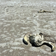 Flamingo remains lie in the dried-up remains of Lake Tuz.